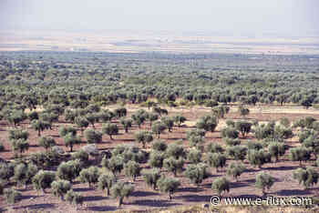 Gold Water: Landscapes of Olive and Olive Oil - Architecture - E-Flux