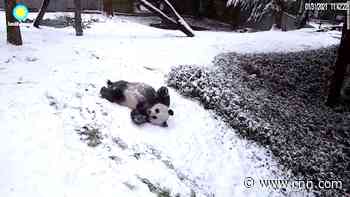 Pandas at National Zoo play in snow