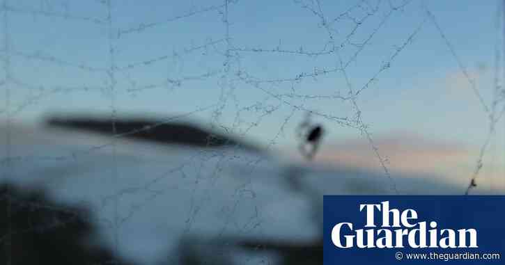 Country diary: wrapped up in a spider's web