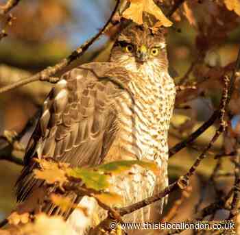 Petition to make Warren Farm a nature reserve draws support