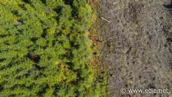 As influential as the Stern Review: Green economy reacts to the Dasgupta biodiversity study