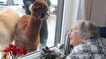 Alpaca visitors delight seniors in Ontario long-term care home