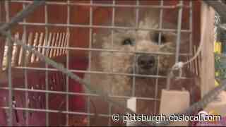WATCH: Dogs Rescued From Illegal Meat Trade, Trafficking Arrive At Airport To Meet Furever Families