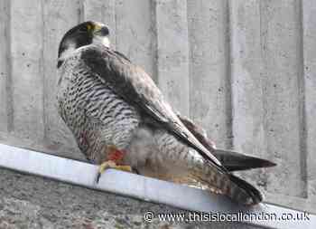Birds of prey eye up Ealing Hospital as new home