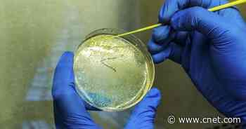COVID-19 immunity: How long does it last and what is 'natural' protection?     - CNET