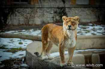 Acacia the lion humanely euthanized at Buffalo Zoo due to deteriorating health