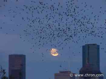 Texas bats are dying, and you can help save them