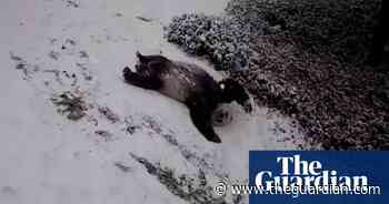 Giant pandas play in the Washington DC snow – video
