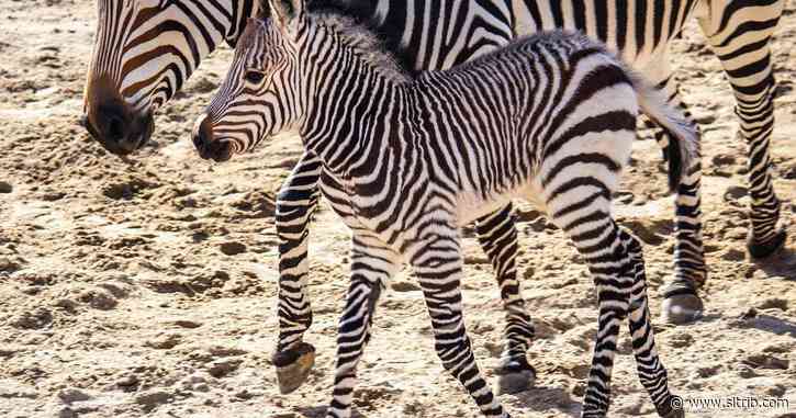 Hogle Zoo names its new baby zebra — and it’s got Utah flair