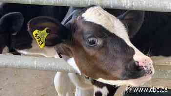 U.S. groups tell Biden to drop the dairy duel with Canada