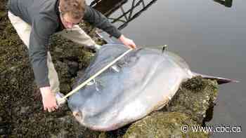 Meet the hoodwinker, the ocean sunfish we misidentified for years