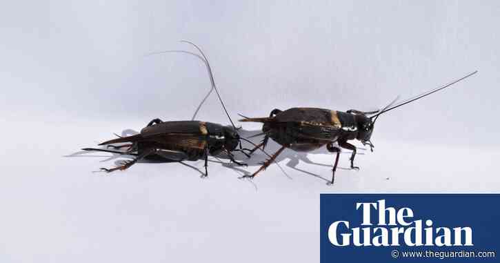 Human noise affects animal behaviour, studies show