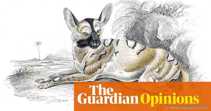 The African painted dogs that vote by sneezing and run on 'shadow puppet legs' | Helen Sullivan