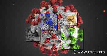 What do coronavirus variants mean for vaccines and reinfection? What we know so far     - CNET