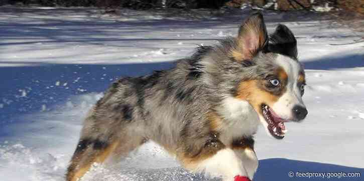 The best dog boots in 2021