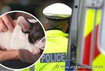Seven puppies stolen in burglary reunited with owners - St Helens Star