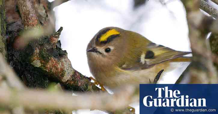 Country diary: slim pickings for a goldcrest in winter