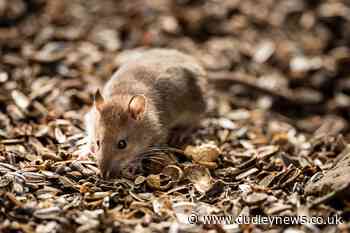 Online traffic for advice with rodent problems jumps 37 - Dudley News