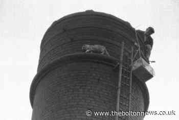 Fred Dibnah met match in George the tomcat up mill chimney