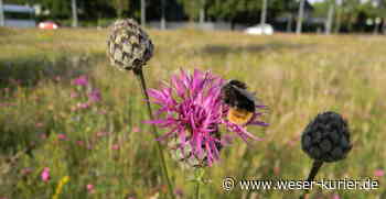Wettbewerb für den Kreisel kommt - WESER-KURIER