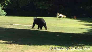 Black Bear Hunters Harvest 3,600 Bears In 2020