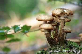 We may soon be living in mushroom houses as new technology aims to replace concrete