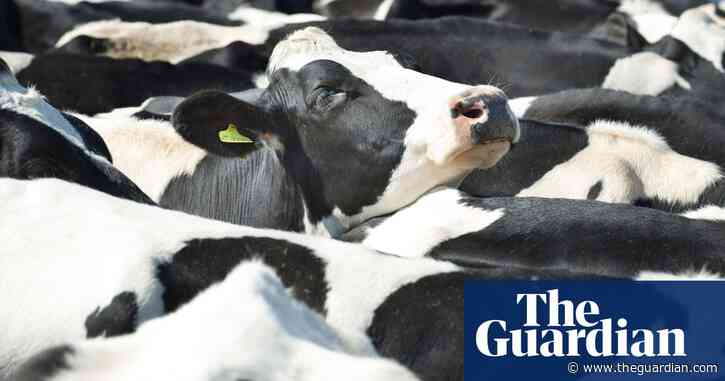 Plant-based diets crucial to saving global wildlife, says report