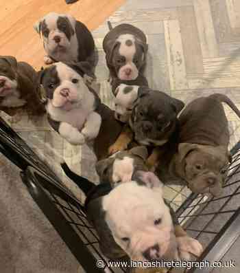 Three arrested after seven English Bulldog puppies stolen from house