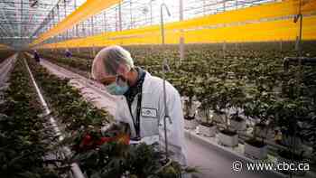 Canadian cannabis stocks pop on U.S. legalization push and GameStop-style short squeeze