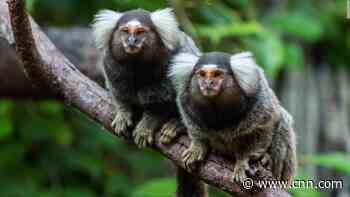 Eavesdropping marmosets understand other monkeys' conversations