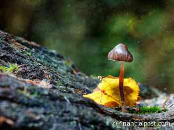 Investing in magic mushrooms: First psychedelic ETF debuts in Toronto - Financial Post
