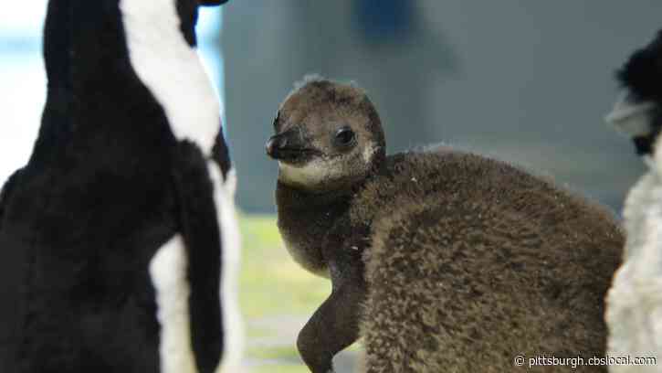 National Aviary’s African Penguin Chick Makes Public Debut