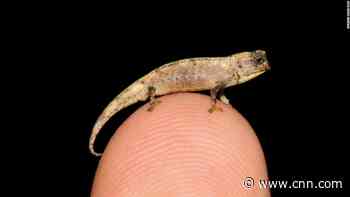 A newly discovered chameleon less than an inch long could be the world's smallest reptile
