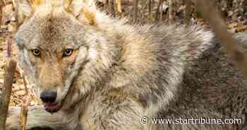 Researchers find 2 wolves illegally killed in NE. Minnesota; 1 was shot in chest