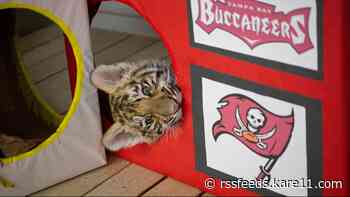Tiger cub likes Bucs to win Super Bowl LV