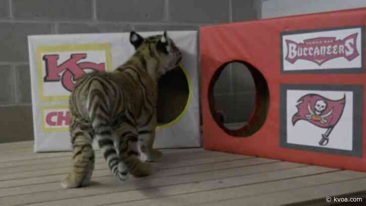 Dash the tiger cub predicts Buccaneers to win Super Bowl