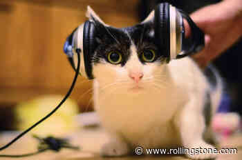 Why Are Cats on TikTok Getting Really Into Mid-2000s Ambient Music?