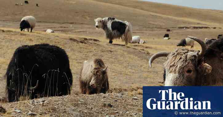 Yak politics: Tibetans’ vegetarian dilemma amid China meat boom