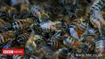 Brexit: Millions of bees could be 'destroyed' over import rules