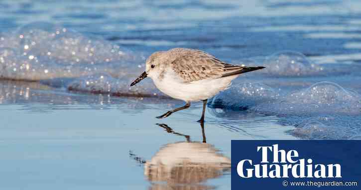 Country diary: dazzled by the dance of the sanderlings