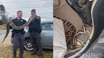 Pet boa constrictor removed from car after slithering into dashboard in Stanly County