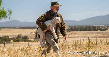 ‘Rams’ Review: Ailing Sheep and Quirky Characters