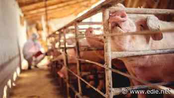 Biodiversity loss: Agriculture 'threatening 86% of at-risk species', says major UN-backed report