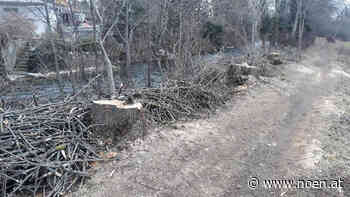 Neunkirchen - Anrainer fällte fremde Bäume - NÖN.at