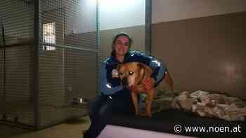 Tierheime und Corona - Bedürfnis nach Tierliebe im Bezirk Neunkirchen - NÖN.at