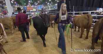 Texans worried about potential impact after 2021 Houston Rodeo canceled - KXXV News Channel 25