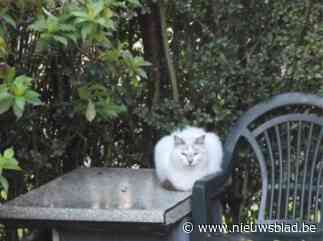 Gemeente vangt ’s nachts zwerfkatten