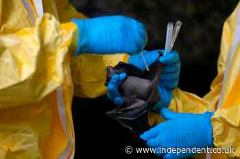 WHO team says it should inspect Wuhan bat caves to try to find Covid origins