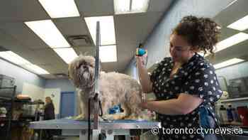 Pet grooming businesses can reopen in Ontario starting today with restrictions