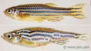 One change took this fish from fins to limbs